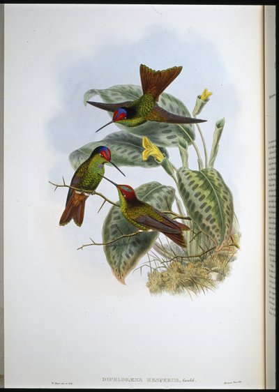 Equadorean Rainbow (Diphlogaena Hesperus) (lito ręcznie kolorowane) autorstwa John (after) Gould