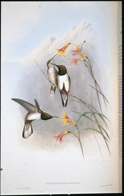 Koliber górski Estelli (Oreo Trochilus Estella) (ręcznie barwiony lito) autorstwa John (after) Gould