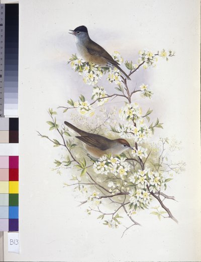 Kapturka zwyczajna (Sylvia atricapilla) (ręcznie kolorowana lito) autorstwa John (after) Gould