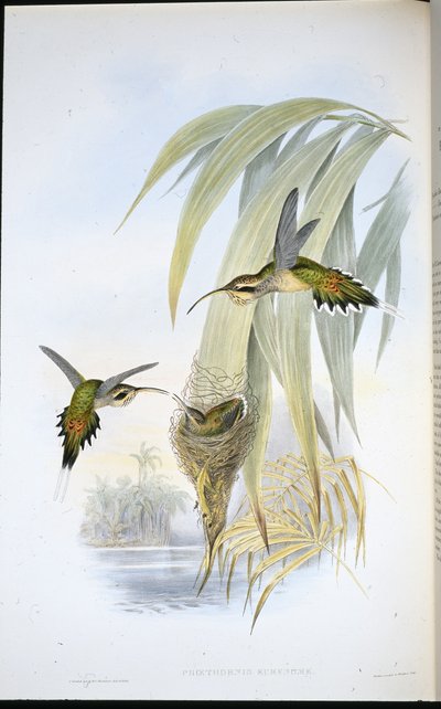 Eurynome Pustelnik (Phaethornis Eurynome) (ręcznie barwiony lito) autorstwa John (after) Gould