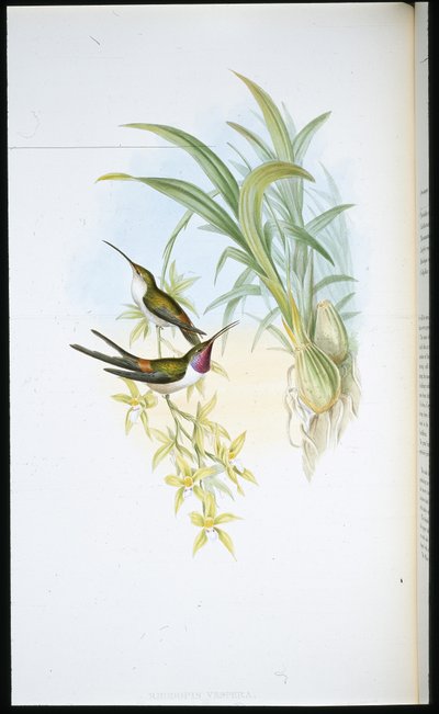 Wieczorny koliber (Rhodopis Vespera) (ręcznie barwiony litho) autorstwa John (after) Gould