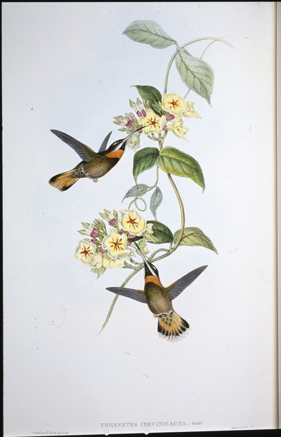Koliber płowy (Trenetes Cervinicauda) (ręcznie barwiony litho) autorstwa John (after) Gould