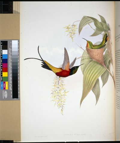 Ognisty Topaz (topaza pyra) (ręcznie barwiony litho) autorstwa John (after) Gould