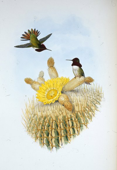 Nosiciel ognia Floresi (Selasphorus floresii) (ręcznie barwiony lito) autorstwa John (after) Gould