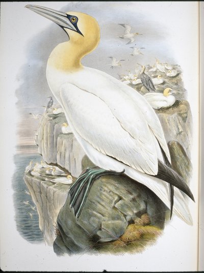 Ganet (Sula Bassana) (ręcznie kolorowana lito) autorstwa John (after) Gould