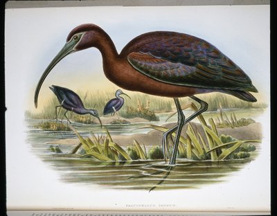 Koziorożec błyszczący (Falcinellus Igneus) (kolorowy grawerunek) autorstwa John (after) Gould