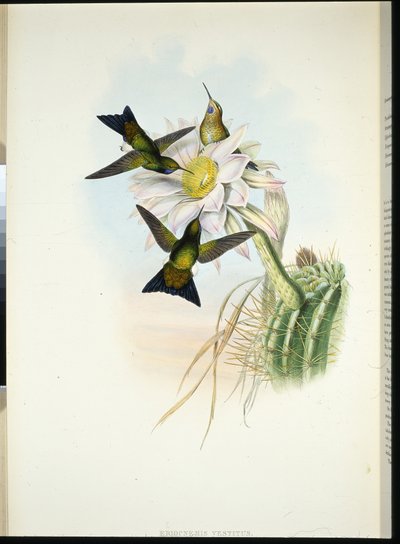 Świecąca Puff-noga (Sukienka Eriocnemis) (ręcznie kolorowana lito) autorstwa John (after) Gould