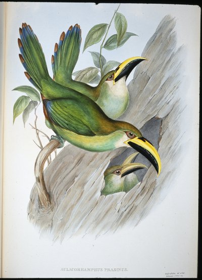 Złotozielony Tukan Groovebill (Aulacoramphus Prasinus) (ręcznie barwiony litho) autorstwa John (after) Gould