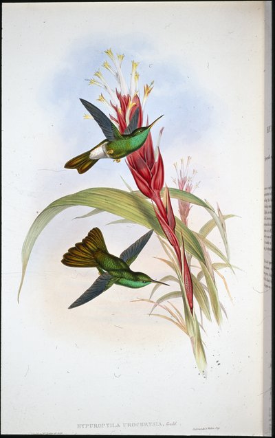 Pióropusznik złotoogonowy (Hypuroptila Urochrysia) (lito ręcznie kolorowane) autorstwa John (after) Gould