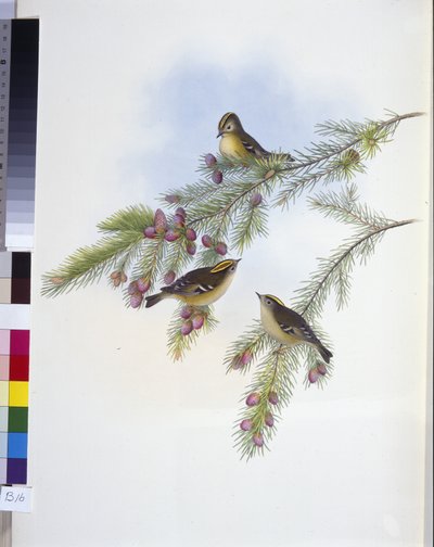 Strzyżyk złotoczuby (Regulus Cristatutus) (lito ręcznie kolorowane) autorstwa John (after) Gould