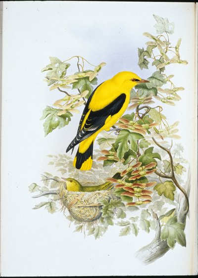 Wilga złota (Oriolus Galbula) (litografia ręcznie kolorowana) autorstwa John (after) Gould