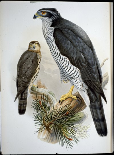 Jastrząb (Astur Palumbarius) (ręcznie barwiony litho) autorstwa John (after) Gould