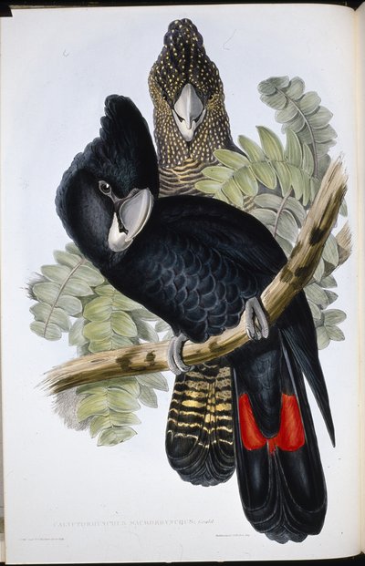 Kakadu czarnodzioby (Calyptorhynchus Macrorhynchus) (ręcznie barwiony litho) autorstwa John (after) Gould
