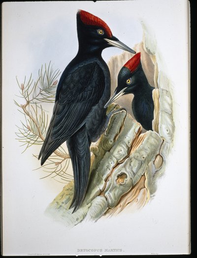 Dzięcioł czarny (Dryocopus Martius) (lito ręcznie kolorowane) autorstwa John (after) Gould