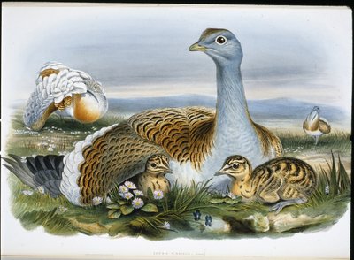 Drop (Otis Tarda) (ręcznie barwiony litho) autorstwa John (after) Gould