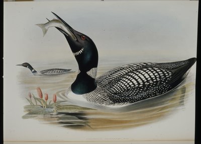 Great Northern Diver (Colymbus Glacialis) (lito ręcznie kolorowane) autorstwa John (after) Gould
