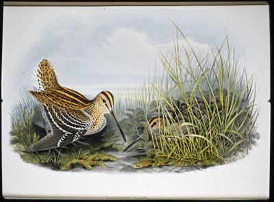 Bekas wielki (Gallinaco Major) (litografia ręcznie kolorowana) autorstwa John (after) Gould