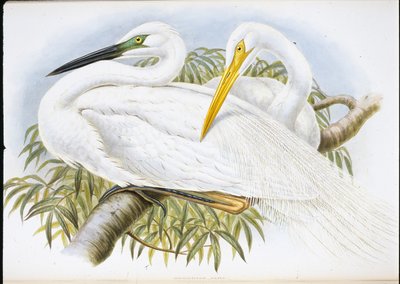 Czapla biała (Herodias Alba) (lito ręcznie kolorowane) autorstwa John (after) Gould
