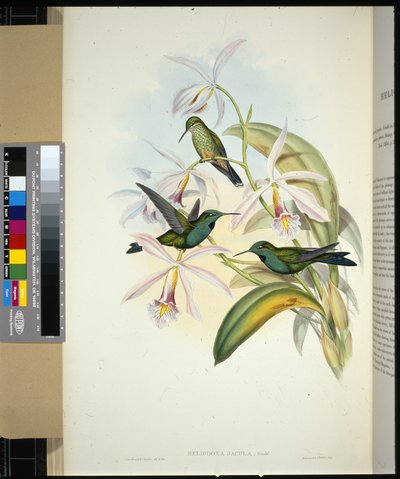 Brilliant koronowany na zielono (heliodoxa jacula) (lito ręcznie kolorowane) autorstwa John (after) Gould
