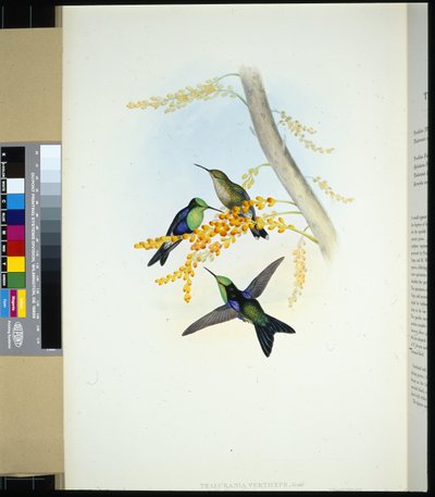 Zielono-koronowane Panoplites (wierzchołki thalurania) (ręcznie kolorowane lito) autorstwa John (after) Gould