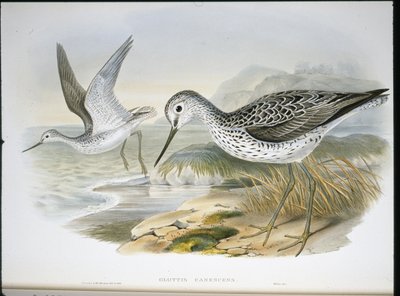 Greenshank (Glottis Canescens) (ręcznie barwiony litho) autorstwa John (after) Gould