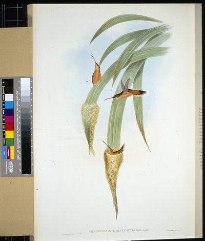 Pustelnik szarogardły (phaethornis griseogularis) (ręcznie barwiony litho) autorstwa John (after) Gould