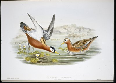 Phalarope szary (Phalaropus Fulicarius) (ręcznie barwiony litho) autorstwa John (after) Gould