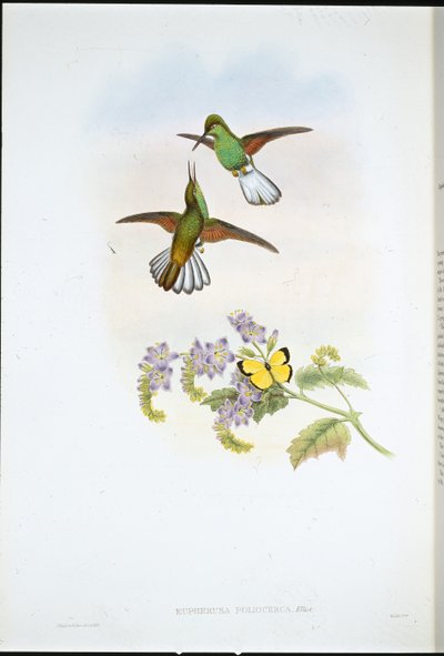 Szary Stripetail (Eupherusa Poliocerca) (ręcznie barwiony lito) autorstwa John (after) Gould