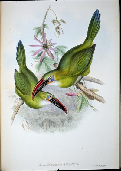 Tukan Groove-Bill (Aulacorhamphus Sulcatus) (ręcznie barwiony lito) autorstwa John (after) Gould