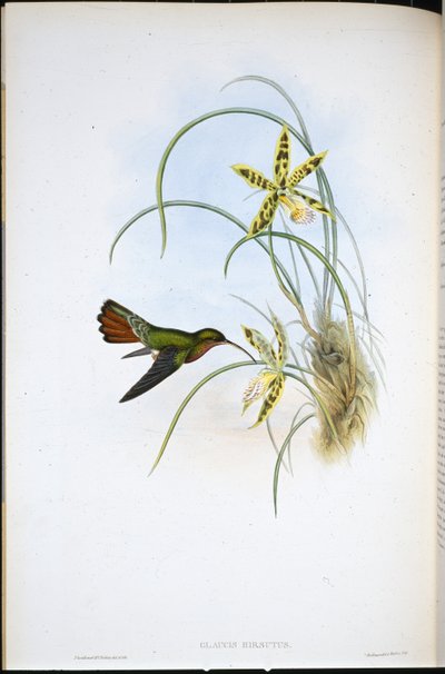 Włochaty pustelnik (Glaucis Hirsutus) (ręcznie barwiony litho) autorstwa John (after) Gould