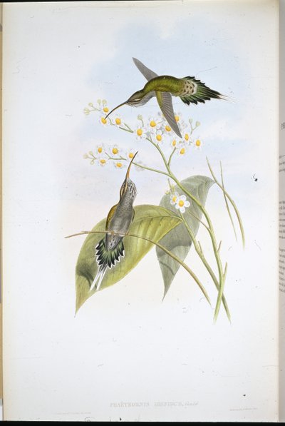 Włochaty pustelnik (Phaethornis Hispidus) (ręcznie barwiony litho) autorstwa John (after) Gould