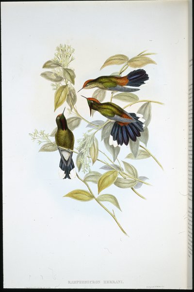 Cierniowy dziób Herrana (Ramphomicron Herrani) (ręcznie barwiony lito) autorstwa John (after) Gould
