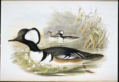 Nurogęś z kapturem (Mergus Cucullatus) (lito ręcznie kolorowane) autorstwa John (after) Gould