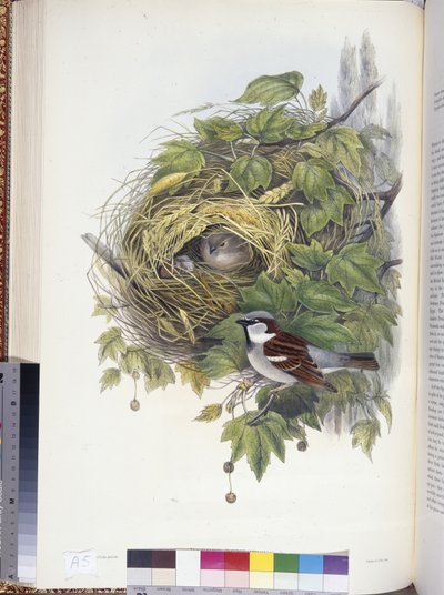 Wróbel domowy (Passer domesticus) (ręcznie barwiony lito) autorstwa John (after) Gould