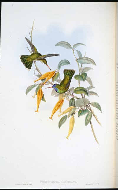Koliber Humboldta (Chrysuronia Humboldti) (ręcznie barwiony lito) autorstwa John (after) Gould