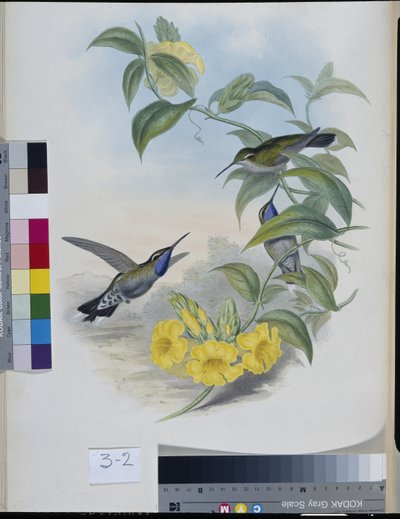 Kolibry (Delattria Clemenciae) (ręcznie barwione litho) autorstwa John (after) Gould