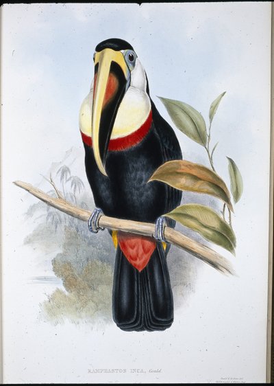 Tukan Inków (Ramphastos inica) (ręcznie barwiony litho) autorstwa John (after) Gould