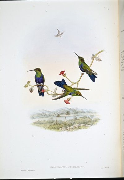 Nimfa leśna Jelskiego (Thalurania Jelskii) (lito ręcznie kolorowane) autorstwa John (after) Gould