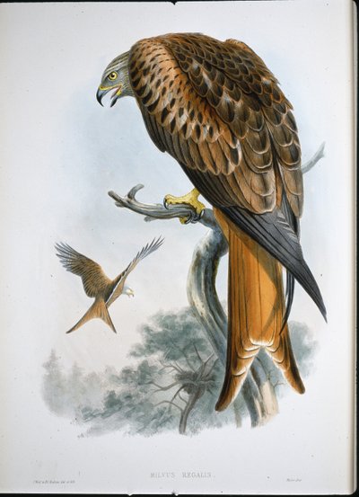 Latawiec Glead (Milvus Regalis) (kolorowy grawerunek) autorstwa John (after) Gould