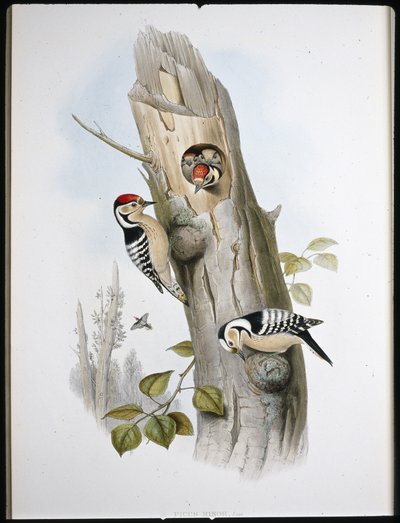 Dzięcioł mały (Picus Minor) (lito ręcznie kolorowane) autorstwa John (after) Gould