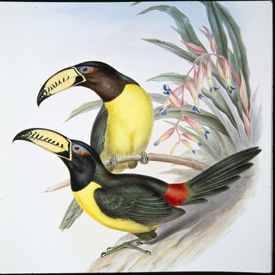 Tukan Aracari z literami (Pteroglossus Inscriptus) (ręcznie barwiony litho) autorstwa John (after) Gould