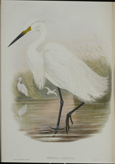 Czapla mała (Egretta Garzetta) (lito ręcznie kolorowane) autorstwa John (after) Gould