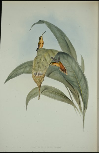 Mały Pustelnik (Phaethornis eremita) (lito ręcznie kolorowane) autorstwa John (after) Gould