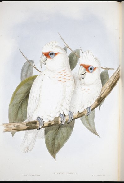 Kakadu długodzioby (Licmetis Nasicus) (lito ręcznie barwione) autorstwa John (after) Gould