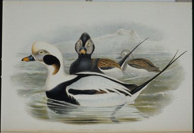 Kaczka długoogoniasta (Harelda Glacialis) (ręcznie barwiona lito) autorstwa John (after) Gould