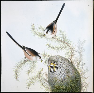 Sikora długoogoniasta (Mecistura Caudata) (lito ręcznie kolorowane) autorstwa John (after) Gould