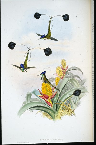Cudowny Koliber (Loddigesia Mirabilis) (ręcznie barwiony litho) autorstwa John (after) Gould