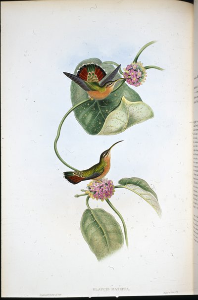 Mazeppa Pustelnik (Glaucis Mazeppa) (ręcznie barwiony litho) autorstwa John (after) Gould