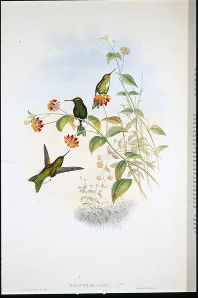 Metaliczna puff noga (Eriocnemis Alinae) (ręcznie kolorowana lito) autorstwa John (after) Gould