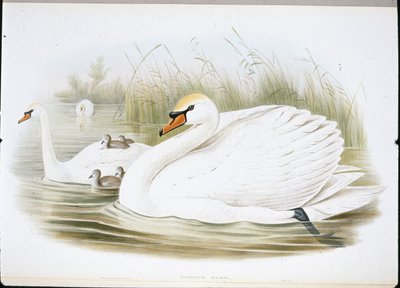 Łabędź Niemy (Cygnus Olor) (członkowie ręcznie kolorowani) autorstwa John (after) Gould